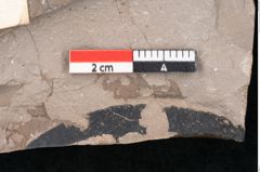 Foto (Detailansicht) von Sapindus cassioides Ettingshausen (NHMW-GEO-2024-0188-8025)